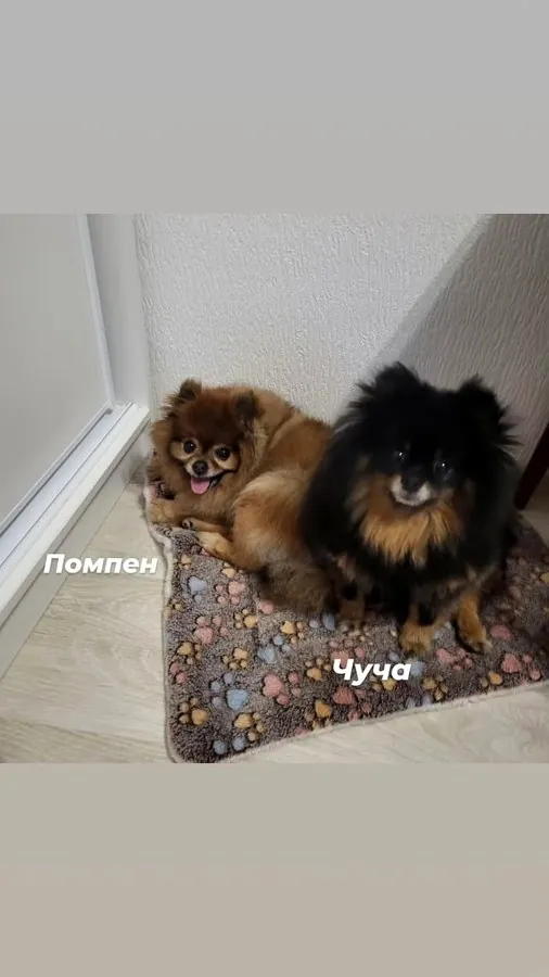 Помпен и Чуча