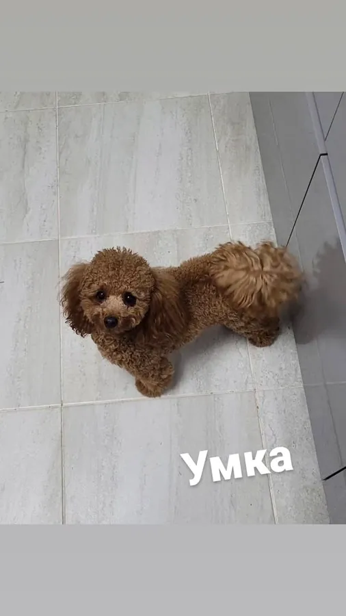 Собака Умка на передержке за городом